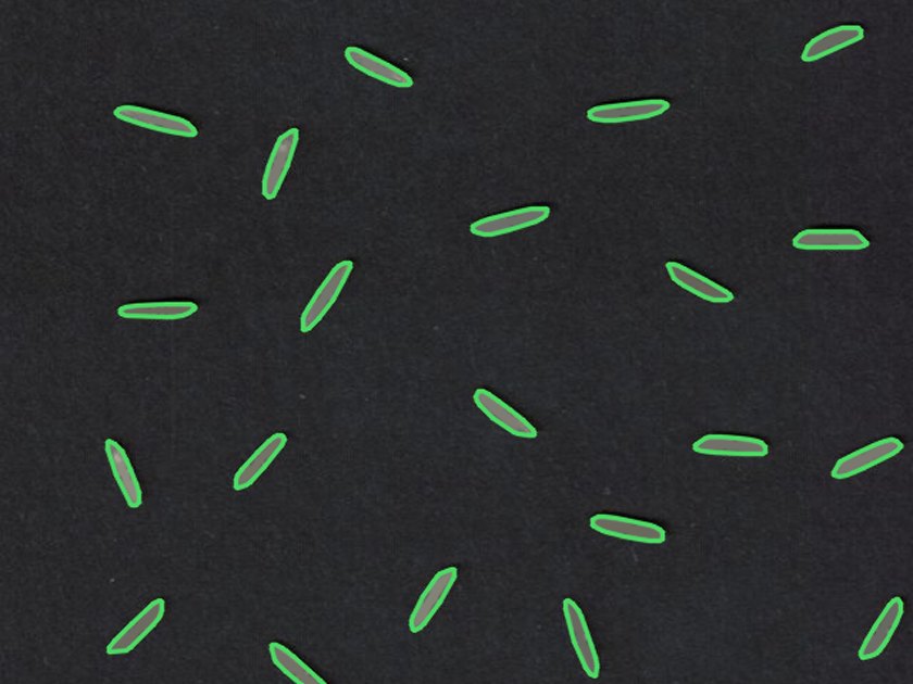 Flatbed scan of rice grains with each detected grain outlined